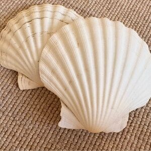 Scallop Seashell Pair